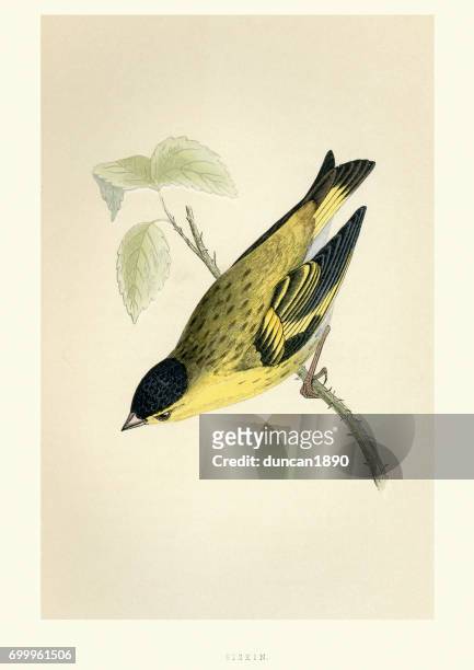 stockillustraties, clipart, cartoons en iconen met natural history - vogels - sijs - lithograph