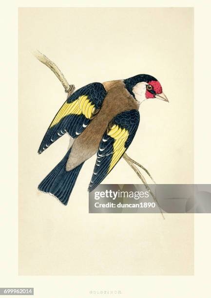 natural history - birds - european goldfinch - carduelis carduelis stock illustrations