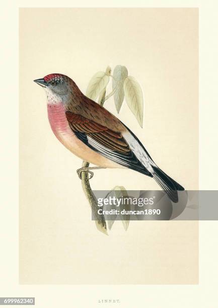 natural history - birds - common linnet - archival stock illustrations