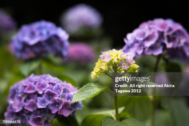 紫陽花 - 季節 stockfoto's en -beelden