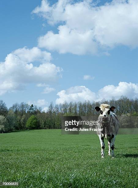 france, normandy, near conches, holstein-friesian cow in field - holstein friesian stockfoto's en -beelden