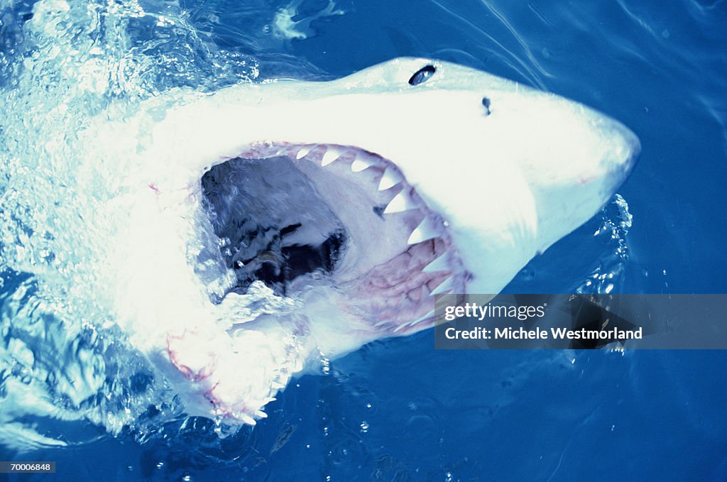 GREAT WHITE SHARK (CARCHARODON CARCHARIAS) (CROSS PROCESSED)