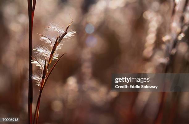 bluestem grass (andropogon sp.),wisconsin, usa - big bluestem grass stock pictures, royalty-free photos & images
