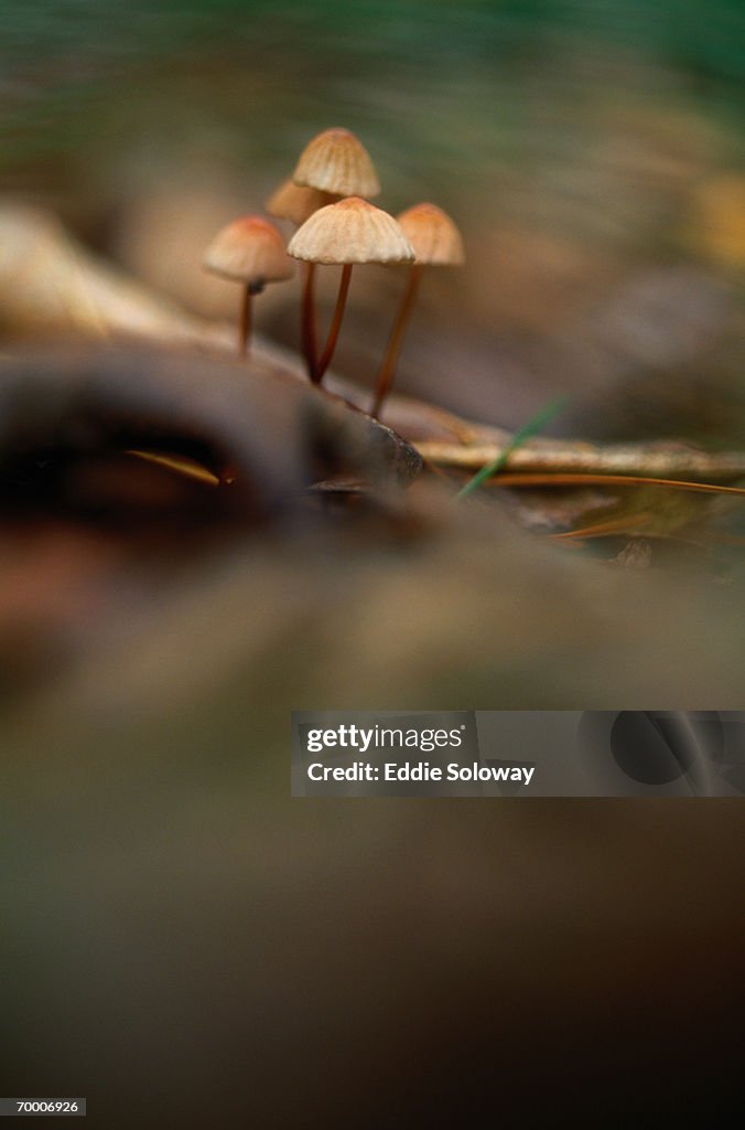 Mushrooms (Marasmius siccus)