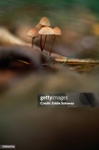 mushrooms (marasmius siccus) - marasmius stock pictures, royalty-free photos & images