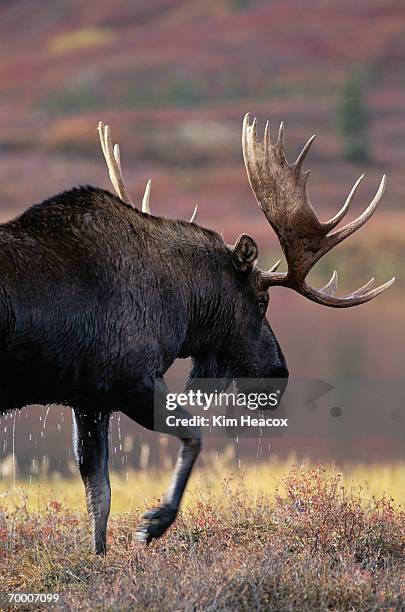 moose bull (alces alces) emerging wet from wonder lake, alaska, usa - wonder lake stock pictures, royalty-free photos & images