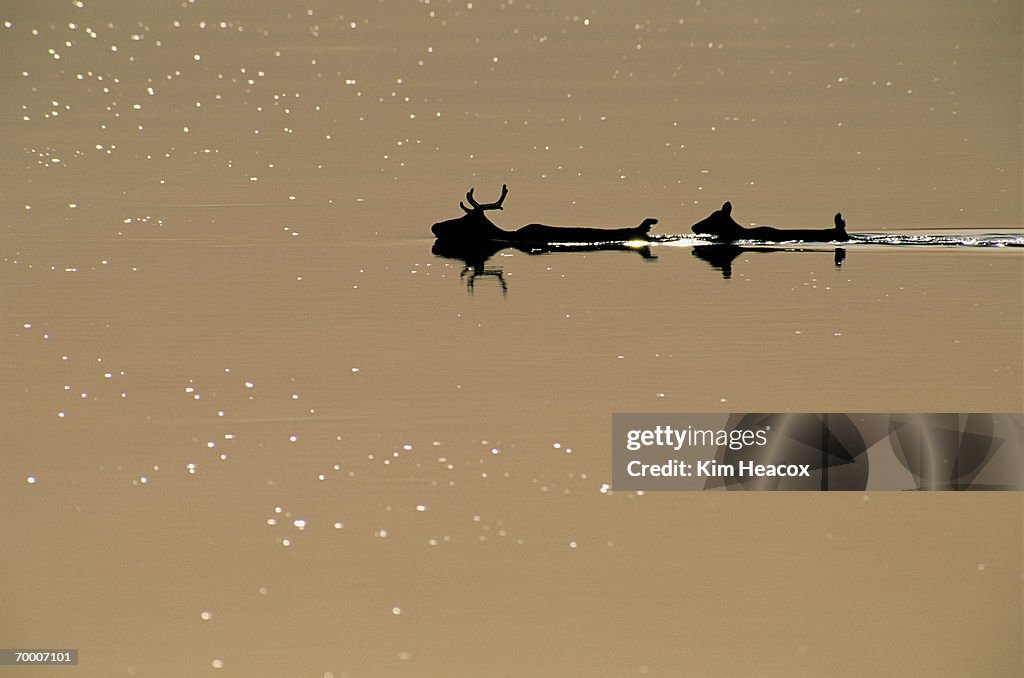Caribou (Rangifer tarandus) silhouetted in lake, Alaska, USA