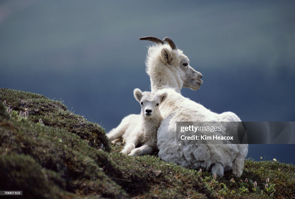 Dall sheep (Ovis dalli dalli) ewe and lamb resting, Alaska, USA
