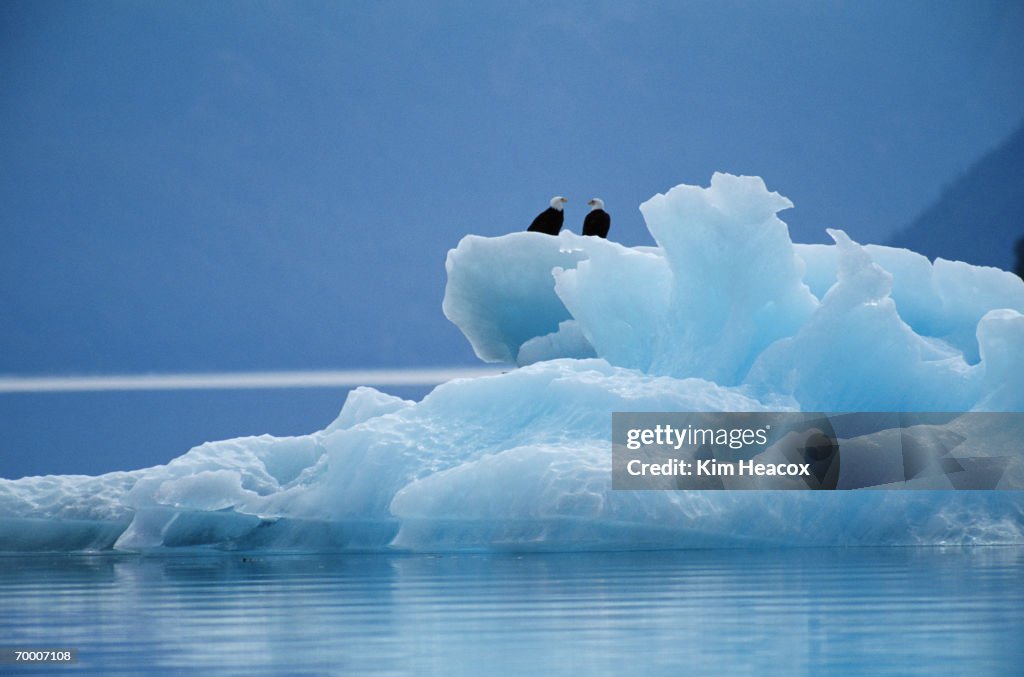 Bald eagles (Haliaeetus leucocephalus) on iceberg, USA