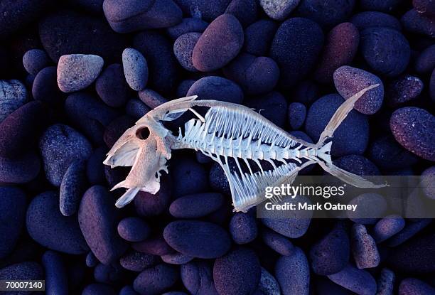 grey triggerfish (balistes capriscus) skeleton, beach, mexico - grey triggerfish ストックフォトと画像