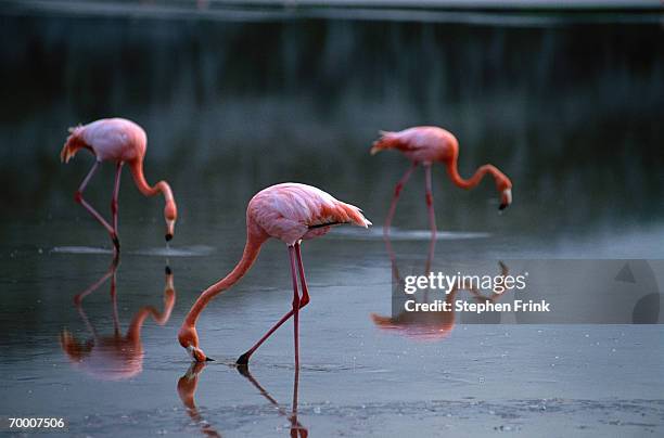 great flamingos (phoenicopterus ruber) galapagos islands, ecuador - pothole photos et images de collection