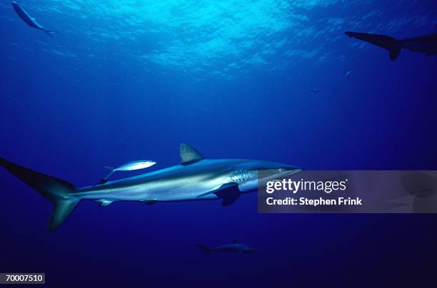 caribbean reef shark (carcharhinus perezi) bahamas - caribbean reef shark stockfoto's en -beelden