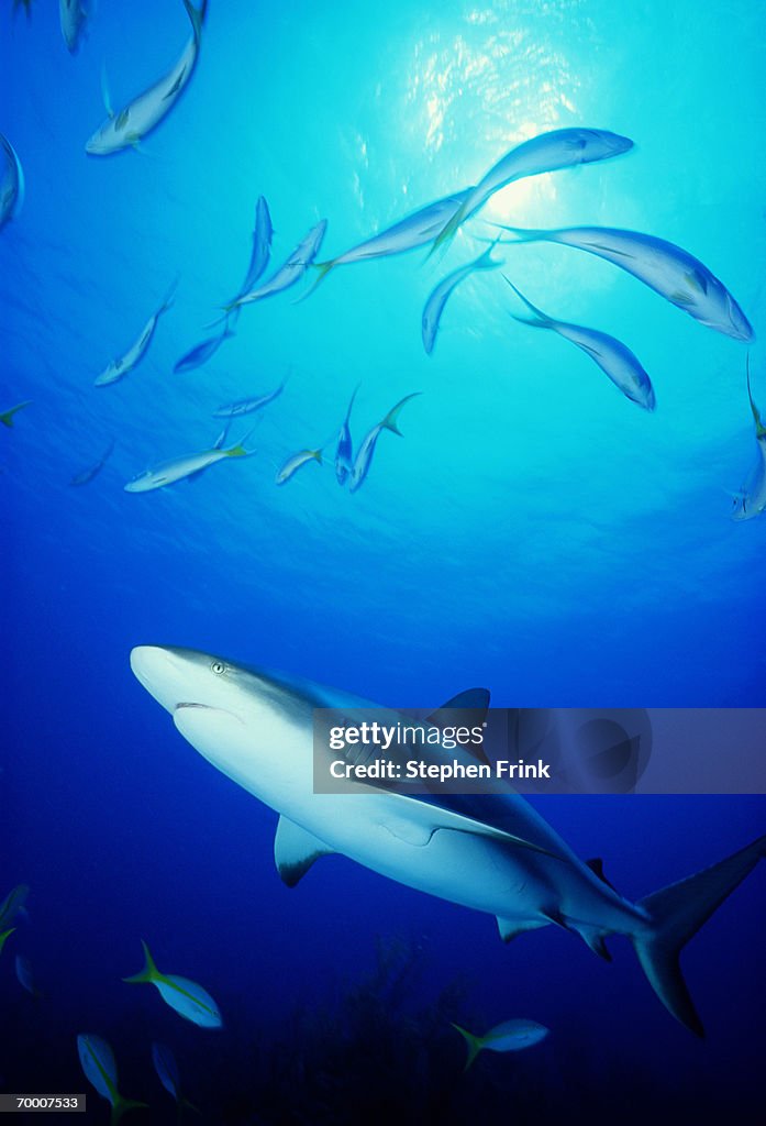 Reef shark (Carcharhinus perezi)