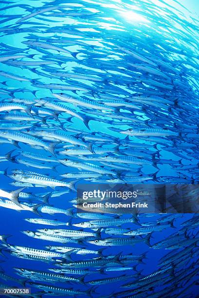 blackfin barracuda (sphyraena genie) - barracuda - fotografias e filmes do acervo