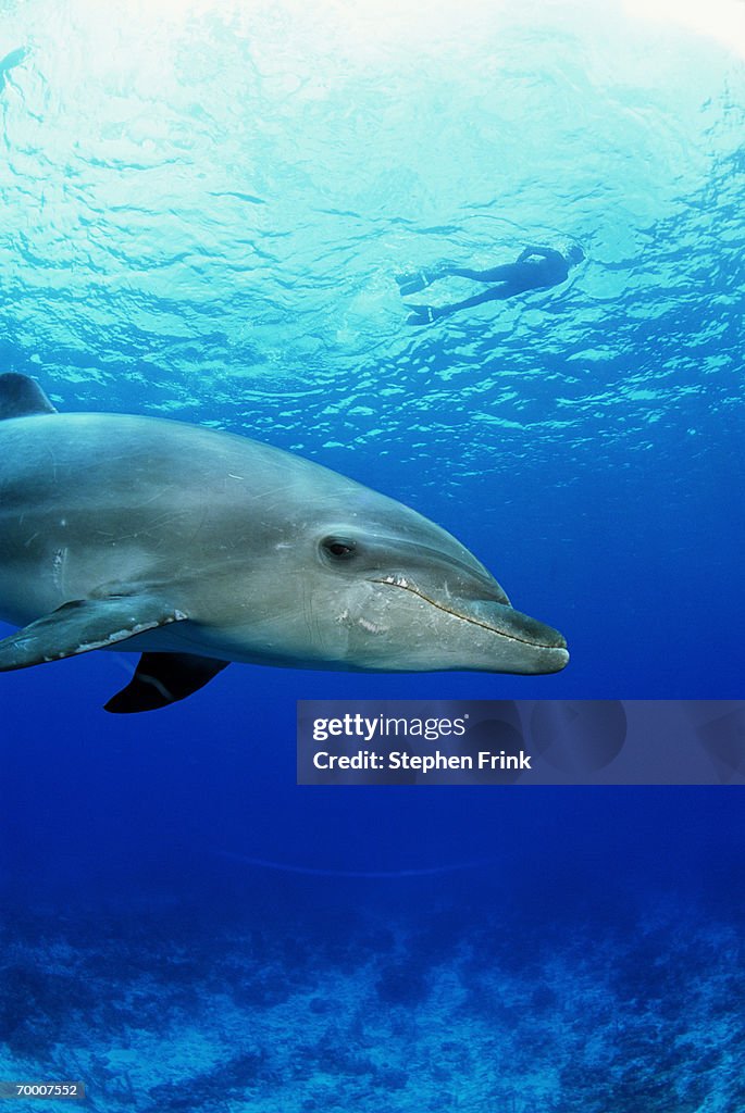 Cayman Islands, diver, bottle-nosed dolphin (Tursiops truncatus)