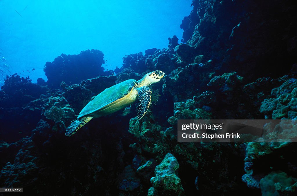 Sea turtle (Chelonia mydas) swimming above coral, Egypt