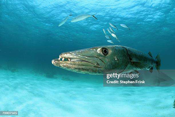 great barracuda (sphyraina barracuda) great abaco, bahamas - barracuda - fotografias e filmes do acervo