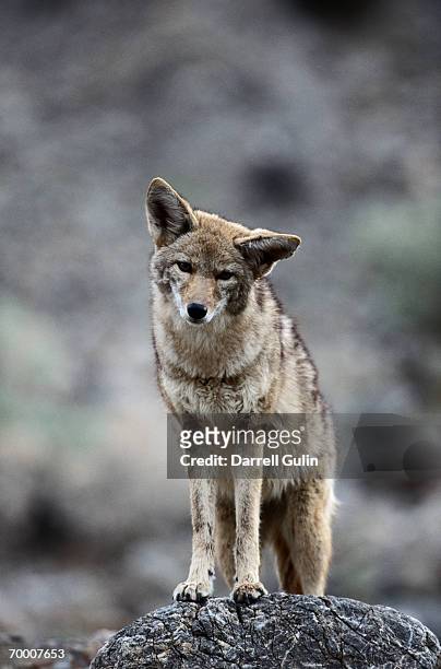 coyote (canis latrans) death valley national park, california, usa - us wildlife stock pictures, royalty-free photos & images