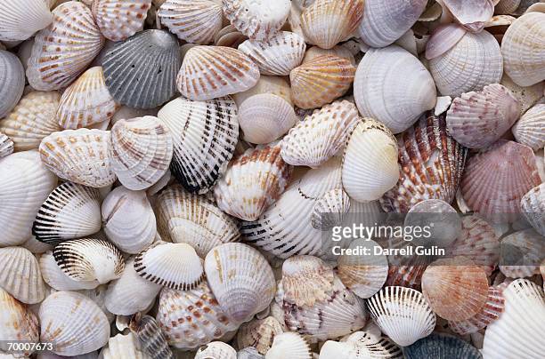 seashells, captive island, gulf coast, florida, usa, full frame - concha fotografías e imágenes de stock