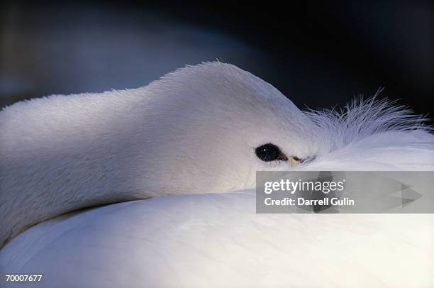 tundra swan (cygnus columbianus bewickii) close-up - cygnus columbianus stock pictures, royalty-free photos & images