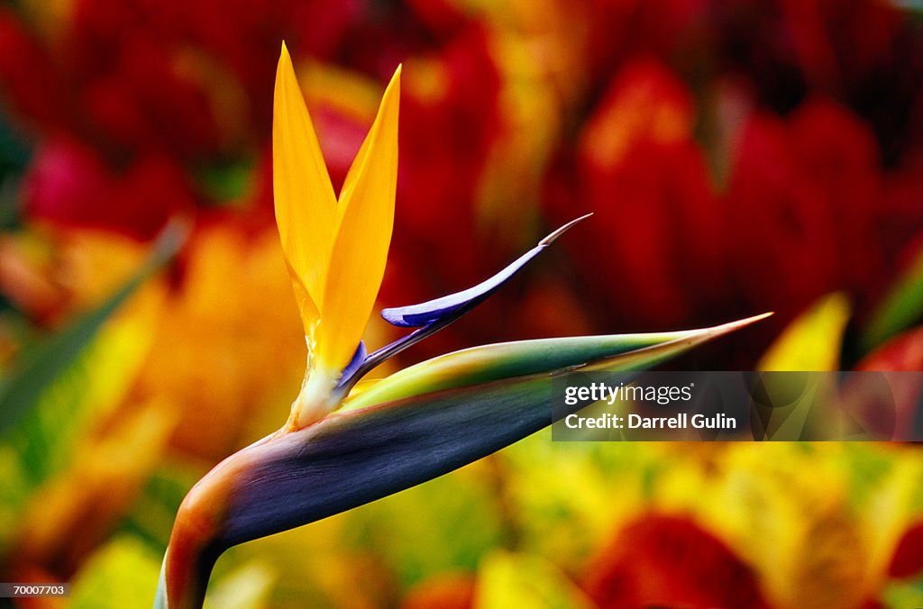 Bird of Paradise (Strelitzia reginae) close-up