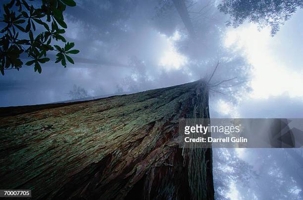 redwood tree (sequoia sempervirens) low angle view - sequoia stockfoto's en -beelden