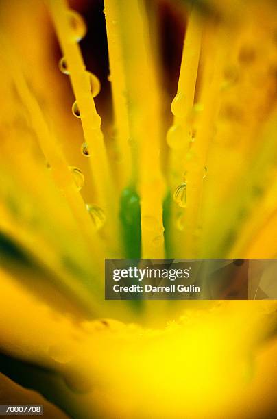 dew drops on yellow asiatic lily (asiatic lilium hybrid), close-up - asiatic lily stock pictures, royalty-free photos & images