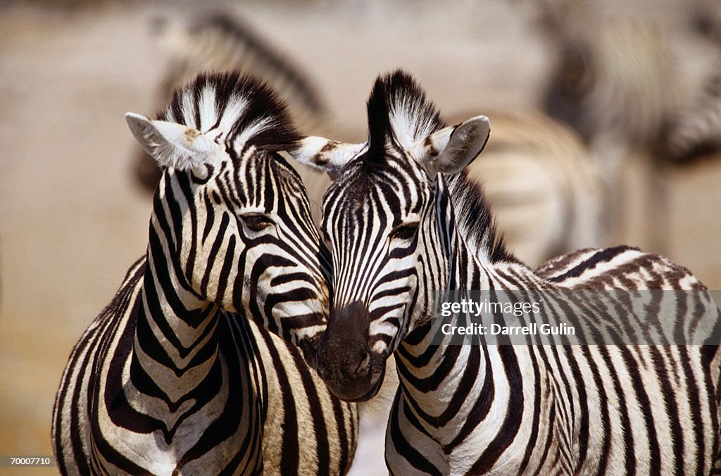 Burchell's zebras(Equus burchelli), Etosha National Park, Namibia