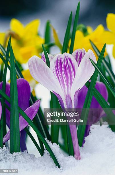 crocus (crocus sp.) and daffodil (narcissus sp.) in snow - krokus stockfoto's en -beelden