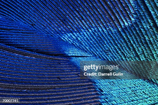 Male peacock tail feather (Pavo cristatus), close-up