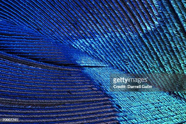 male peacock tail feather (pavo cristatus), close-up - peacock stock pictures, royalty-free photos & images