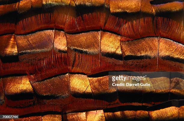 bronze turkey feather (phasianidae), close-up - turkey feathers 個照片及圖片檔