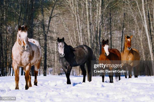 appaloosa and quarterhorses in snow - appaloosa horse stock pictures, royalty-free photos & images