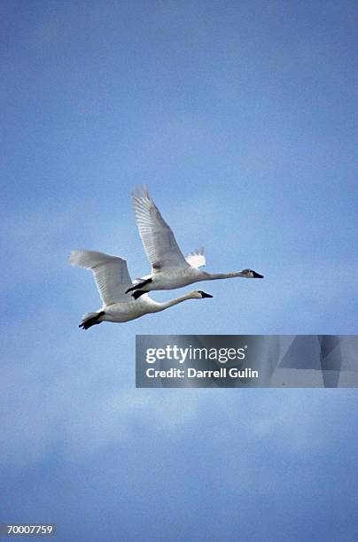 tundra swans (cygnus columbianus) in flight, california, usa - cygnus columbianus stock pictures, royalty-free photos & images