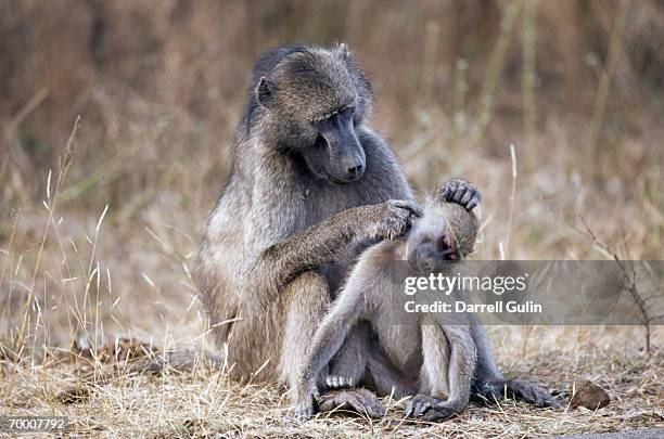 chacma baboon (papio ursinus) preening young, south africa - chacma baboon 個照片及圖片檔