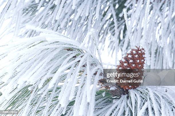 frost on ponderosa pine (pinus ponderosa), washington, usa - frosted pinecone stock pictures, royalty-free photos & images