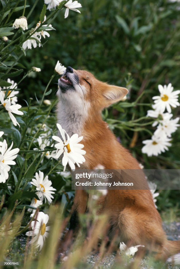 Red fox kit (Vulpes vulpes) sniffing daisies (Compositae sp.)