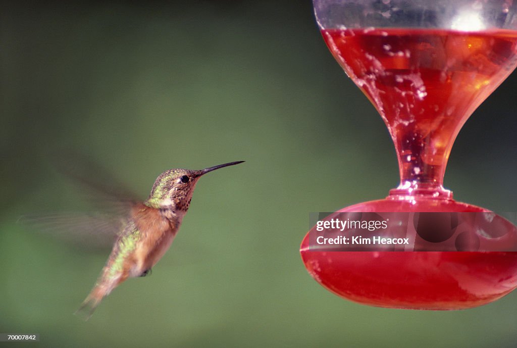 Rufous hummingbird (selaphorus rufus) near feeding cannister