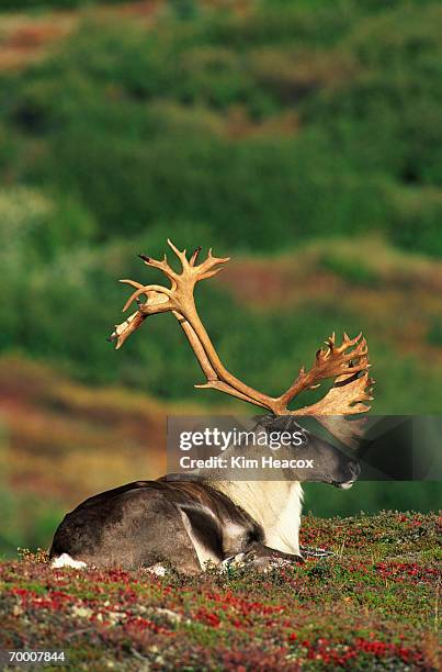 caribou (rangifer tarandus) resting, alaska, usa, close-up - wonder lake stock pictures, royalty-free photos & images