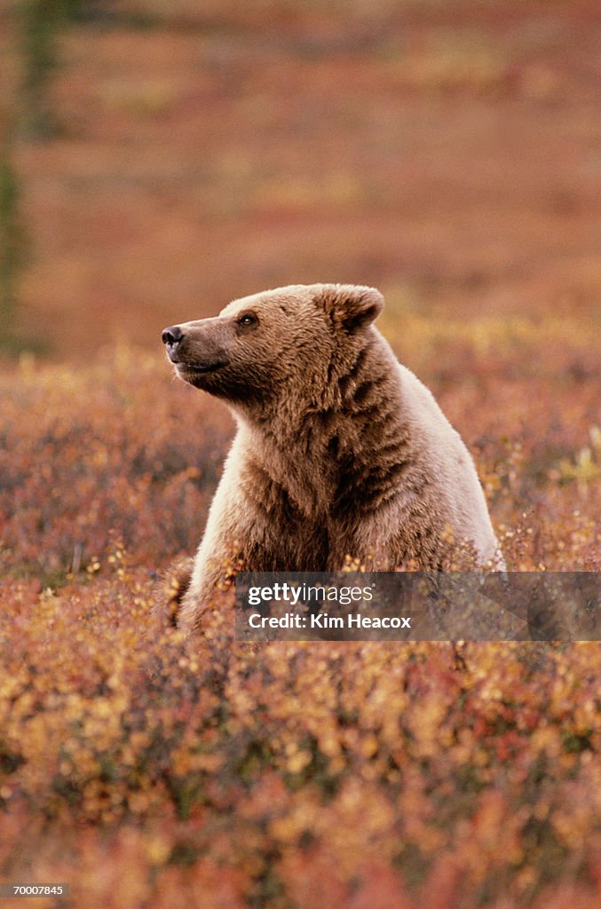 Brown bear (Ursos arctos) resting in dwarf birch, Alaska, USA