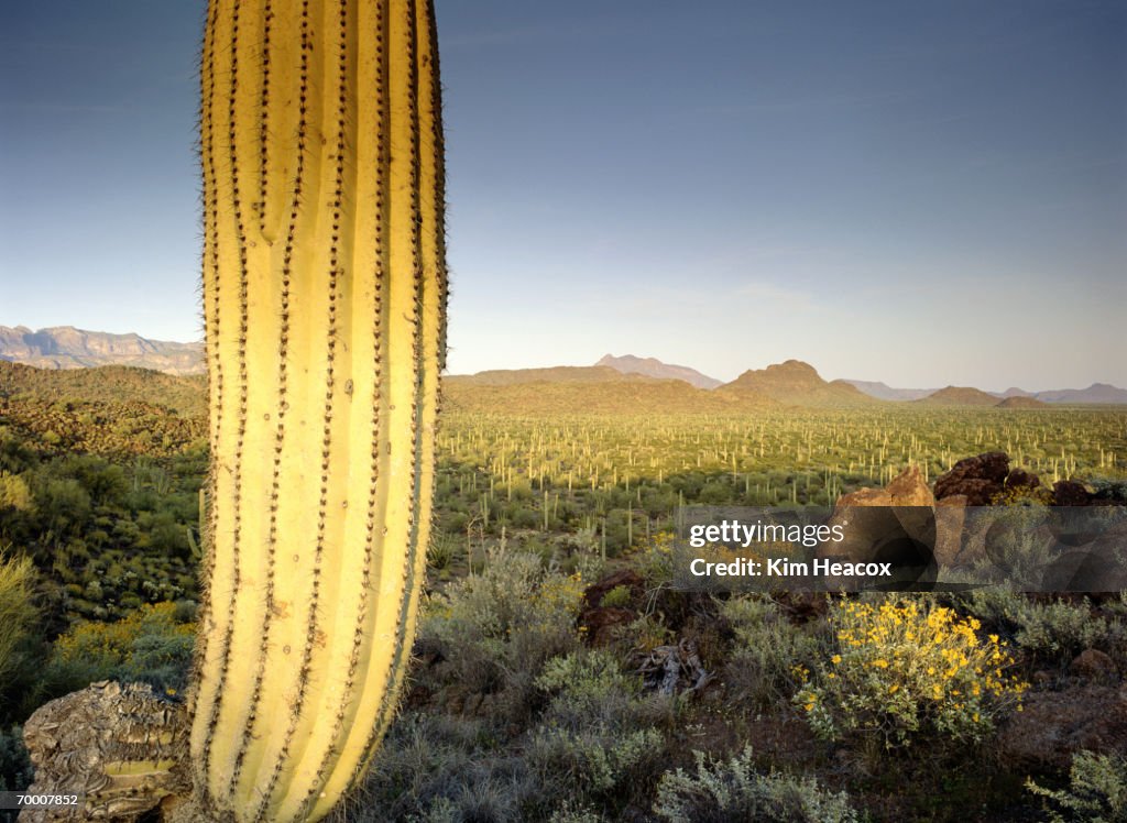 USA, Arizona, Saguaro cactus (Carnegiea gigantea), brittlebrush