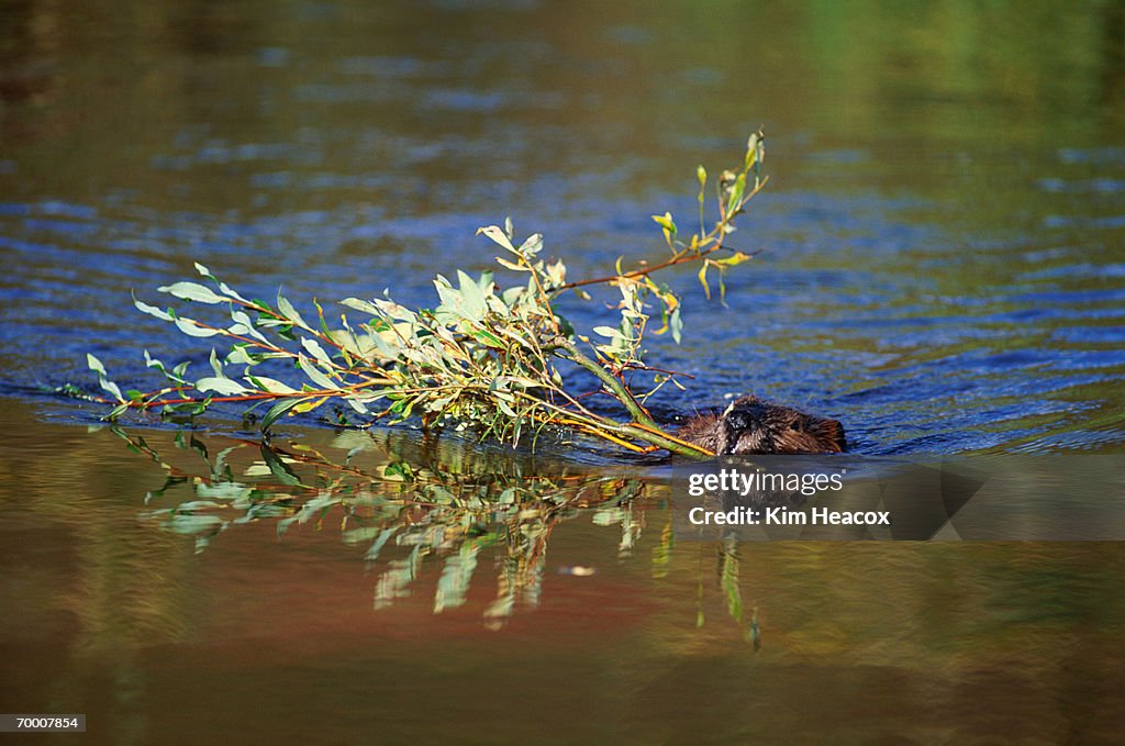 Beaver (Castor canadensis) swimming with willow branch, Alaska, USA