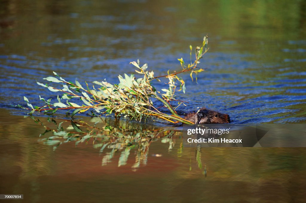 Beaver (Castor canadensis) swimming with willow branch, Alaska, USA
