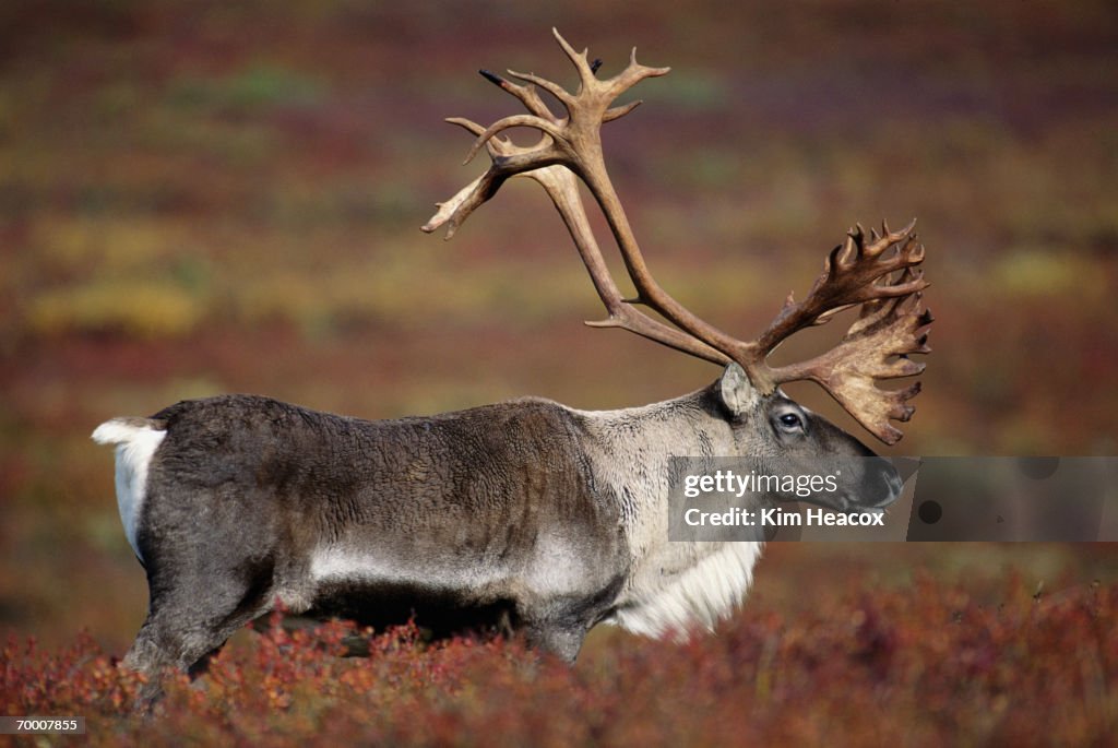 Caribou (Rangifer tarandus) Alaska, USA, close-up