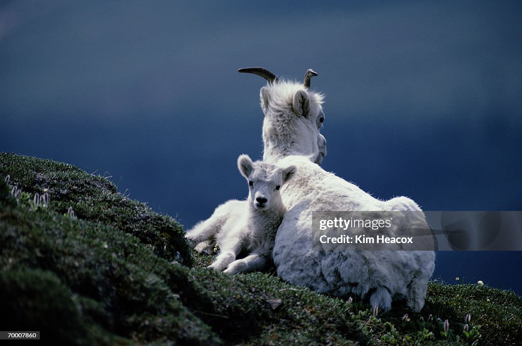 Dall sheep (Ovis dalli) and lamb, Polychrome Mountain, Alaska, USA