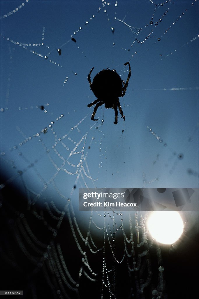 Spider on web, sun in background, Alaska, USA