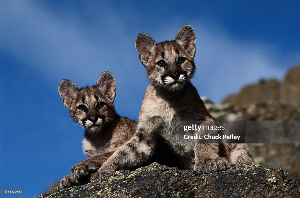 Mountain lion (Felis concolor) cubs, Montana, USA