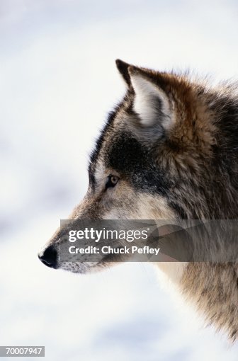 210点の狼 横顔のストックフォト Getty Images 210点の狼 横顔のストックフォト Getty Images