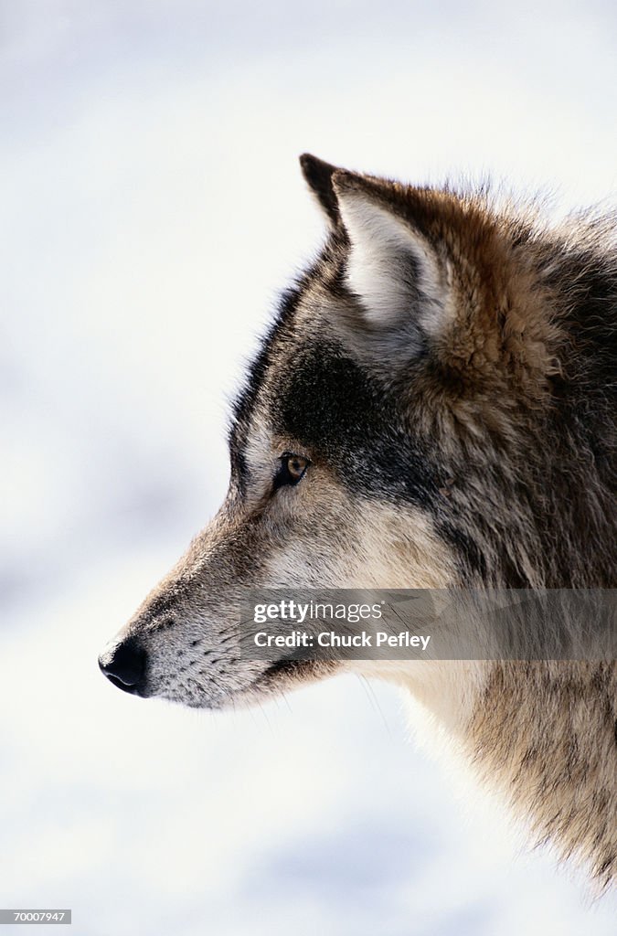 Gray wolf (Canis lupus) Montana, USA, winter