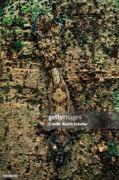 leaf-tailed gecko (uroplatus fimbriatus) camouflaged, madagascar - uroplatus fimbriatus stock-fotos und bilder